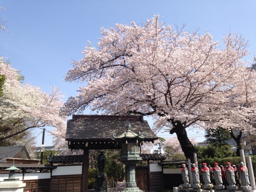 調布　大正寺の桜