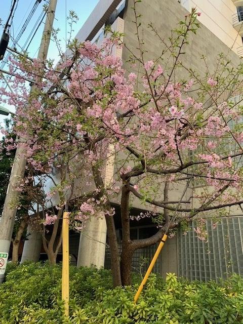 調布飯野病院の桜