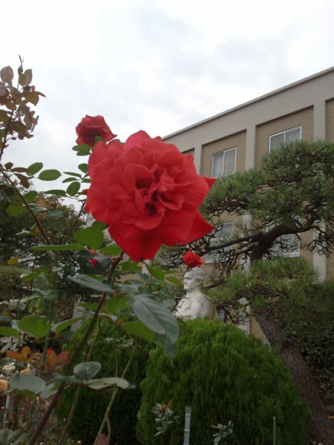 赤い冬薔薇