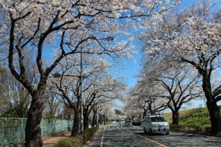 調布女子学生会館　多摩川桜並木
